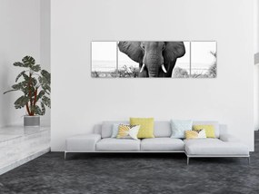 Obraz - Słoń afrykański II. (170x50 cm)