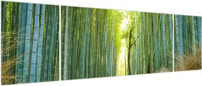 Obraz - Las bambusowy (170x50 cm)