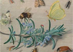Obraz - Jan van Kessel the Elder, Insects and a Sprig of Rosemary, reprodukcje (70x50 cm)