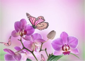 Obraz - Motyl na kwiatach orchidei, liliowy (70x50 cm)
