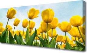 Obraz canvas Pole Tęczowych Tulipanów