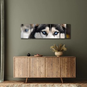 Obraz psa husky (170x50 cm)