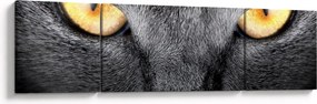 Obraz - Portret kota z bliska (170x50 cm)