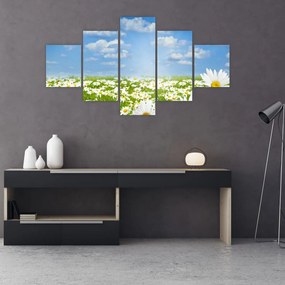 Obraz kwitnącej łąki ze stokrotkami (125x70 cm)