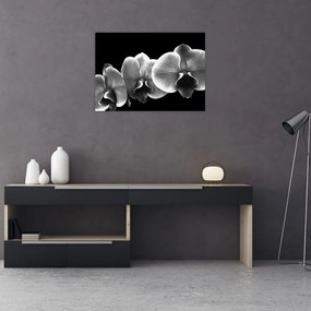 Obraz na szkle kwiatu orchidei (70x50 cm)