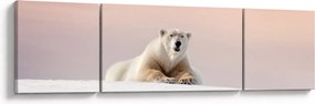 Obraz - Niedźwiedź polarny (170x50 cm)