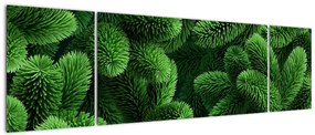 Obraz - Gałązki drzew iglastych (170x50 cm)