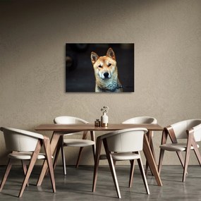 Obraz na szkle psa (70x50 cm)