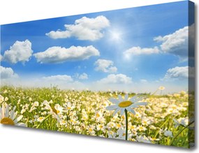 Obraz na płótnie Białe Stokrotki w Zieleni