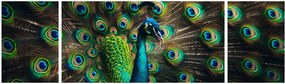 Obraz – Paw (170x50 cm)