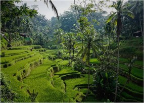 Obraz tarasów ryżowych Tegalalang, Bali (70x50 cm)