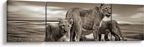 Obraz czarno - białych lwów (170x50 cm)