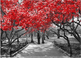 Obraz na szkle - Czerwone drzewa, Central Park, New York (70x50 cm)