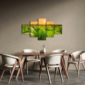 Obraz - Pole (125x70 cm)