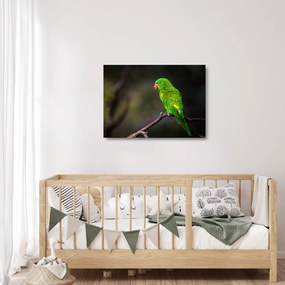 Obraz na szkle - papuga na gałęzi (70x50 cm)