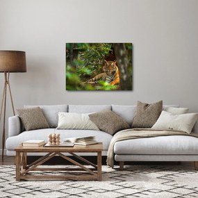 Obraz odpoczywającego tygrysa (70x50 cm)