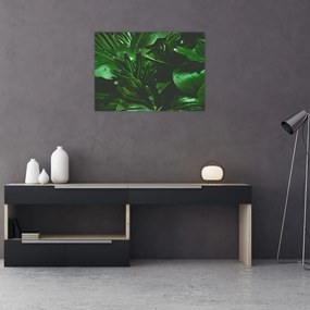 Obraz - Liście palmowe (70x50 cm)