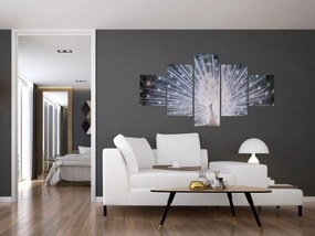 Obraz - Biały paw (125x70 cm)