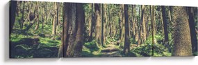 Obraz ścieżki pomiędzy drzewami (170x50 cm)