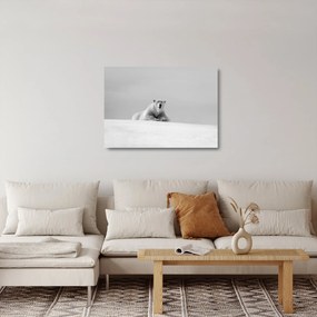 Obraz na szkle - Niedźwiedź polarny (70x50 cm)