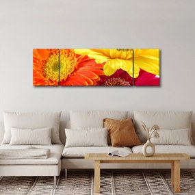 Obraz - Kwiaty Gerbery (170x50 cm)