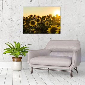 Obraz na szkle - pole słoneczników (70x50 cm)