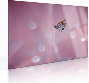 Obraz na szkle - Motyl (70x50 cm)
