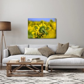 Obraz słonecznika (70x50 cm)