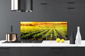 Szkło do Kuchni na Ścianę Złociste Pole o Poranku