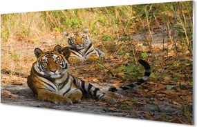 Panel szklany do Kuchni Królewska Para Tygrysów