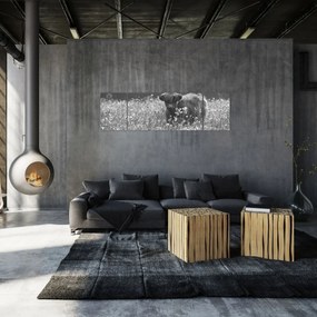 Obraz - Szkocka krowa 5, czarno - biały (170x50 cm)