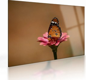 Obraz na szkle - motyl na kwiatku (70x50 cm)