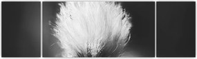 Obraz - Czarno-biała trawa bawełniana (170x50 cm)