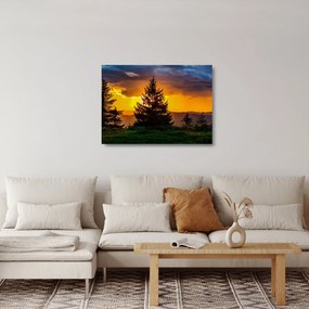 Obraz na szkle - drzewa iglaste (70x50 cm)