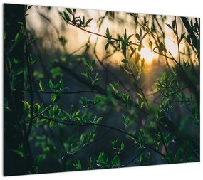 Obraz słońca przeświecającego przez gałęzie drzew (70x50 cm)