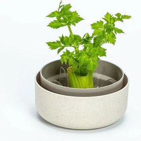 Plastia Regrow, kość słonio wa