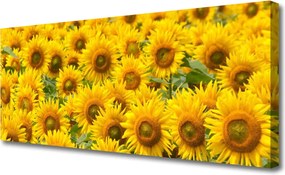 Zdjęcie na płótnie Słonecznik w Pełnym Słońcu