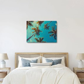 Obraz - Wysokie palmy (70x50 cm)