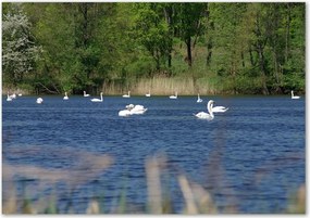 Foto-obraz szkło hartowane Białe łabędzie
