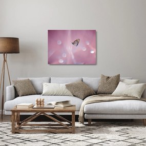 Obraz na szkle - Motyl (70x50 cm)