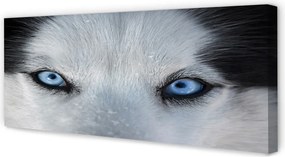 Obraz drukowany na płótnie Przenikliwe Oczy Wilka