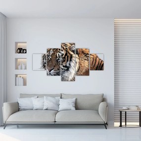Obraz tygrysa (125x70 cm)