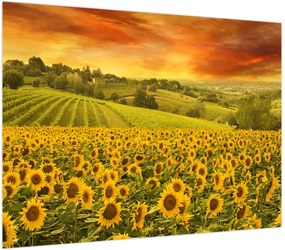 Obraz na szkle - Pole słoneczników (70x50 cm)