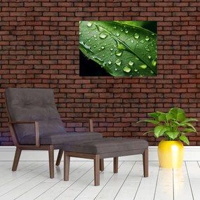 Obraz na szkle - Liść po deszczu (70x50 cm)