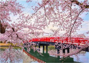 Obraz - Hirosaki, Japonia (70x50 cm)