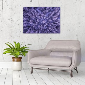 Obraz ośnieżonych drzew (70x50 cm)