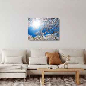 Obraz na szkle - Wiśniowe kwiaty (70x50 cm)