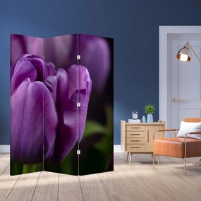 Parawan - Kwiat tulipana (126x170 cm)