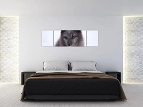 Obraz lisa śnieżnego (170x50 cm)
