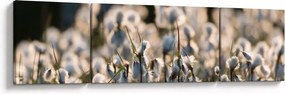 Obraz - Biała wełnianka (170x50 cm)